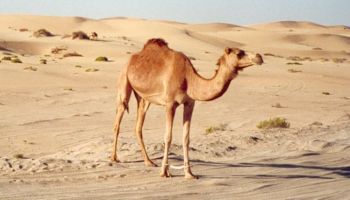 United Arab Emirates United Arab Emirates